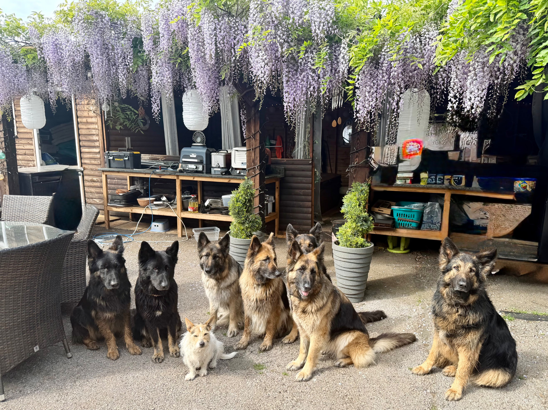 The Barrs Court dogs in the garden